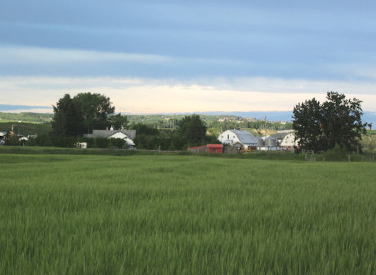 CRW Green Field